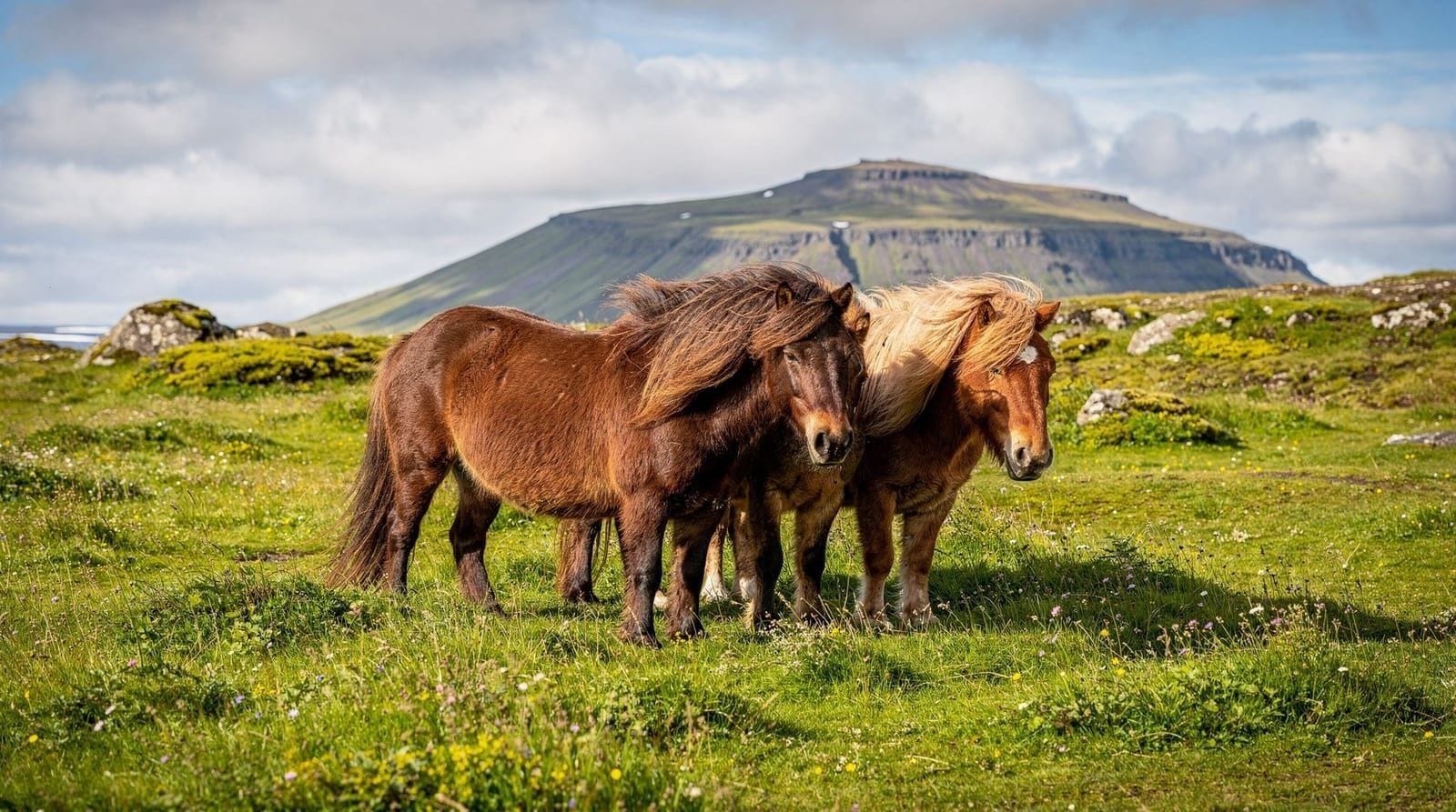 Icelandic Horse Riding: What to Expect on Tour
