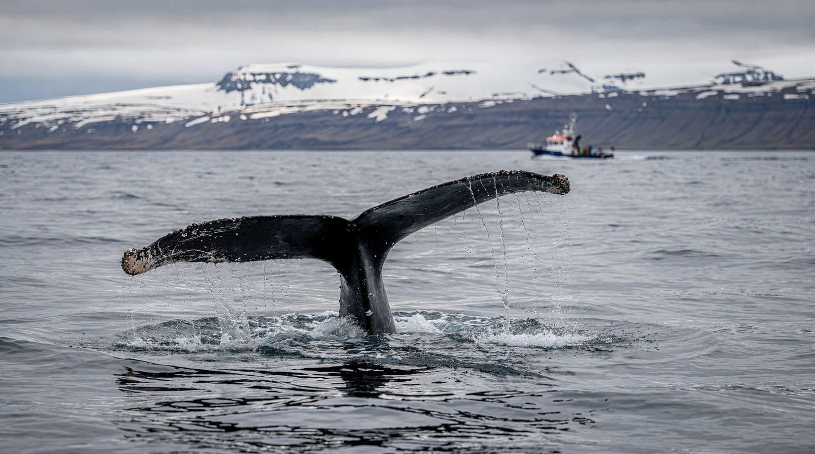 From Reykjavik: Whale Watching Tour by Speedboat