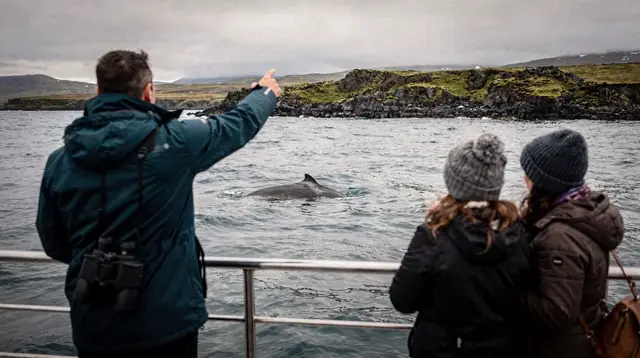 Reykjavik: Whale Watching Tour with Expert Guide