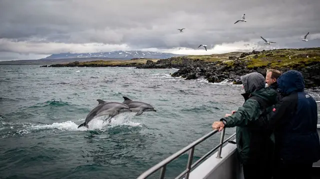 Reykjavík: Whale Watching and Marine Life Cruise