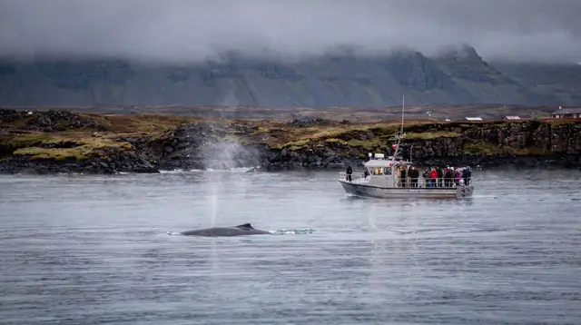 Reykjavik: Whale Watching Morning Expedition