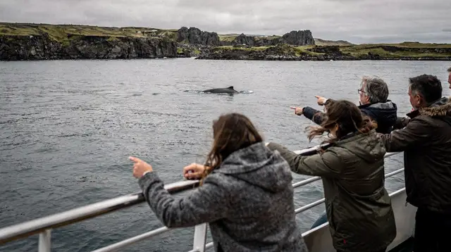 Reykjavik: The Original 3-Hour Whale Watching Tour