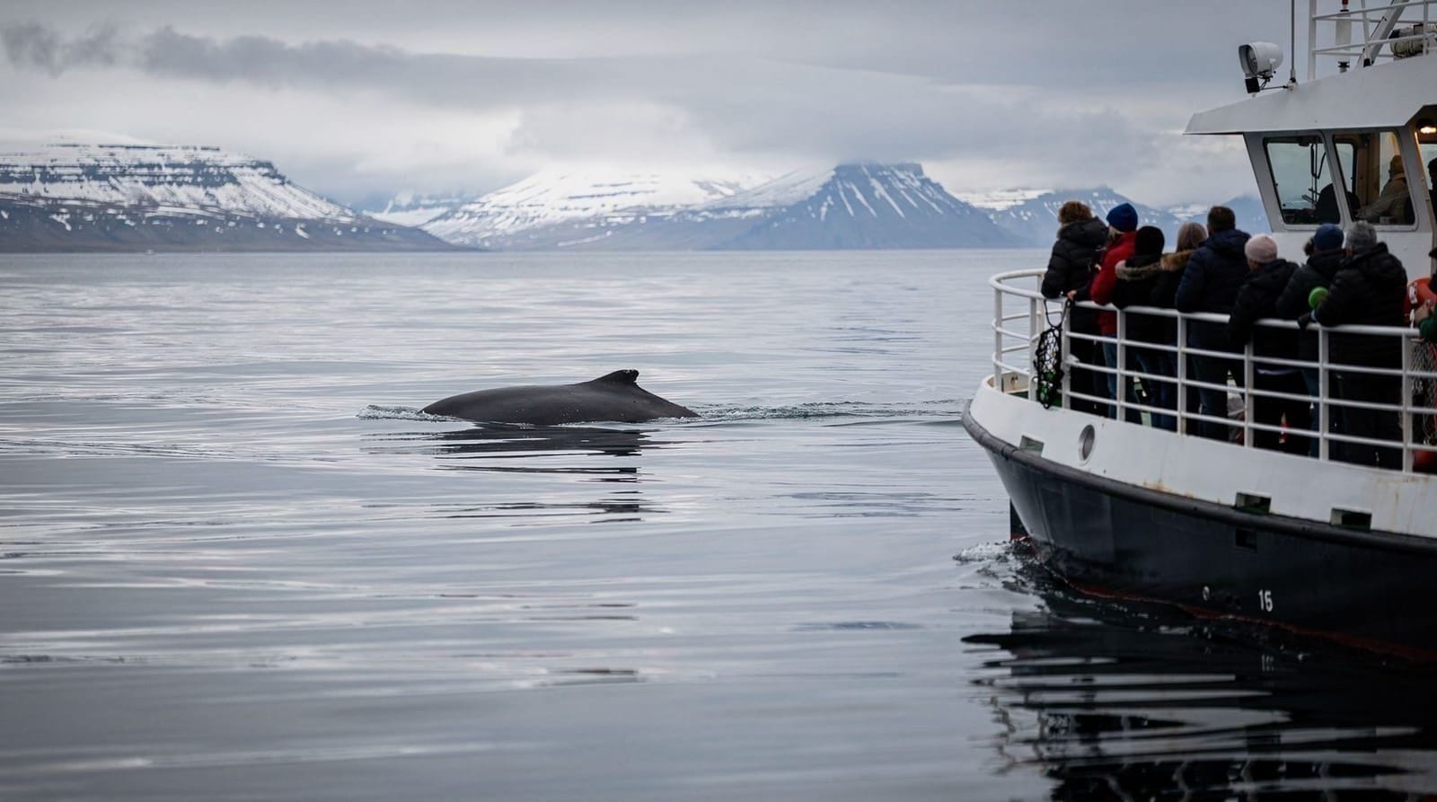 Whale Watching from Reykjavik: Tours Compared Honestly